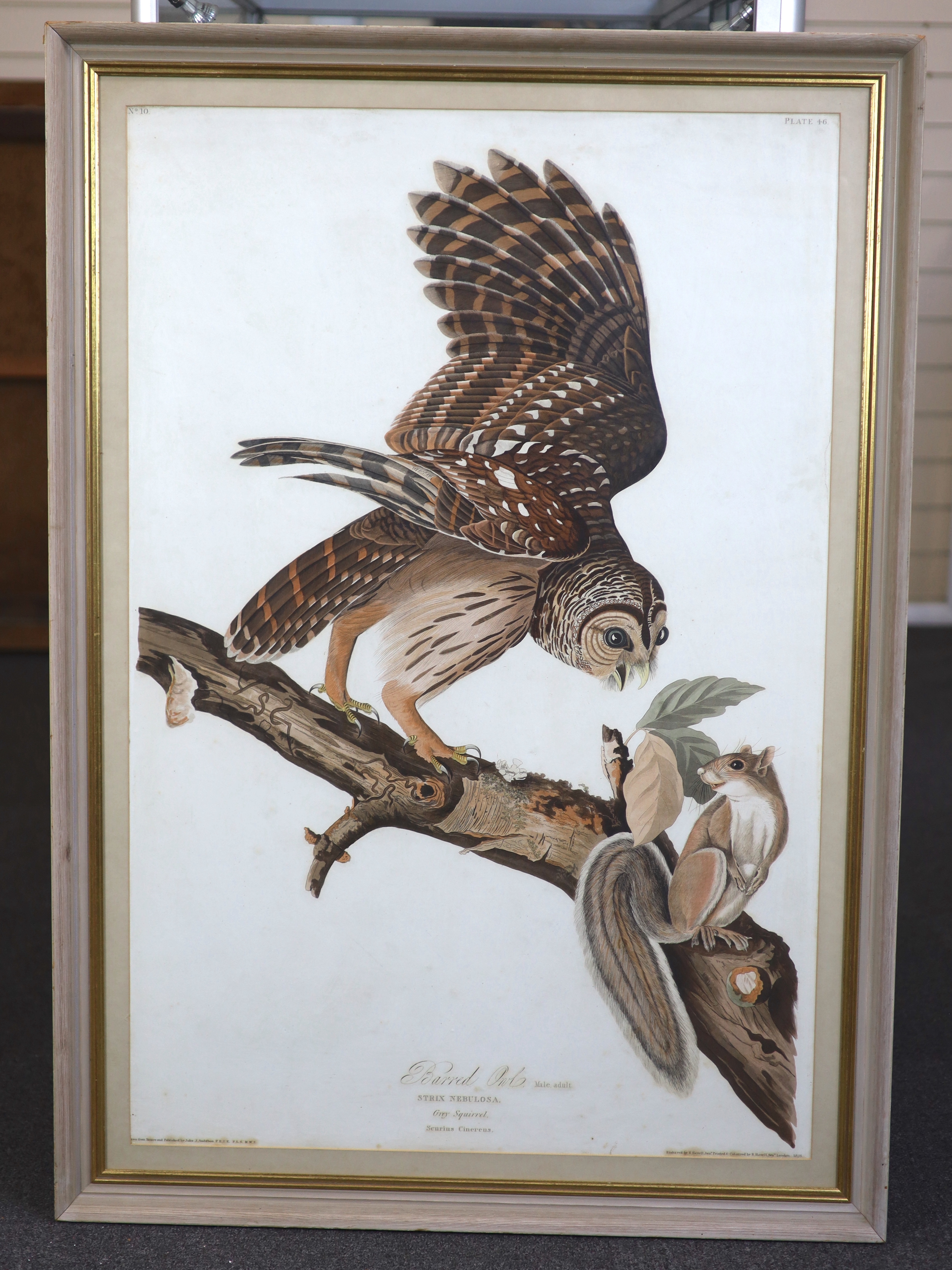 Robert Havell after John James Audubon (1785-1851), Barred Owl, Male adult , Strix Nebulosa and Grey squirrel, Scurius Cinereus, coloured aquatint, 95 x 63cm